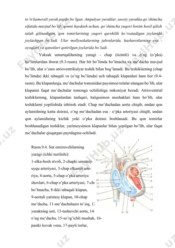 kiradi. yurak mushagi tinchlik potentsialiga ega, demak, bo’sag’adan yuqori ta’sirotlarga harakat potentsialini o’tkaza oladi. miokard, funktsional birlikdan, ya’ni sintsitiydan iborat bo’lganligi uchun, skelet mushaklaridan farq qiladi. qo’zg’alish, miokardning qaysi bir nuqtasida vujudga kelmasin, butun miokardga tarqalib, tolalarning hammasini qo’zg’atadi. buning sababi shundaki, miokardning ishchi tolalari orqali disklar - neksuslar yordamida o’zaro bog’langan. neksuslarning elektr oqimiga ko’rsatadigan qarshiligi juda kam. ular orqali qo’zg’alish qarshilikka uchramay, tez tarqaladi. shuning uchun ham, yurak yakka tola singari «bor yoki yo’q» qonuniga itoat qiladi. yurak mushagining fiziologik xususiyatlari. yurak mushaklari o’zlariga xos fiziologik xususiyatga ega bo’lib, ular quyidagilardan iborat. 1. yurak mushaklari, barcha qo’zg’aluvchan mushaklar kabi, membrana potentsialiga (-80-90 mv) ega, harakat potentsiali generatsiyasini bo’sag’a rag’batlariga javob beradi va qo’zg’alishni beto’xtov o’tkazish qobiliyatiga ega. miokard tolalari, asab va skelet mushaklari tolalaridan farqli ravishda, qo’zg’alishni izolyatsiyalagan holda o’tkazish xususiyatiga ega emas. yurak bo’lmachalari va me’dachalari miokardlarida paydo bo’lgan qo’zg’alish, barcha tolalarni qamrab oladi. shu tufayli, yurak …