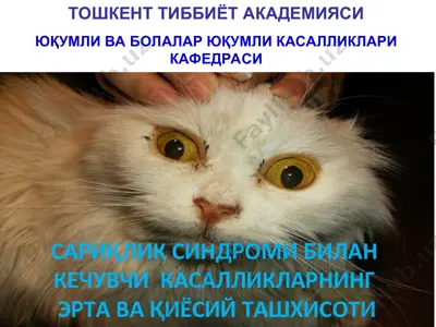 sariqlik sindromi — PPT