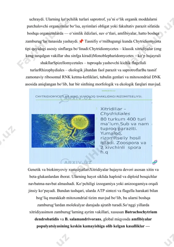 ususiyatlari xitridiyalar hujayra devori asosan xitin va beta-glukanlardan iborat. ularning hayot siklida haploid va diploid bosqichlar navbatma-navbat almashadi. ko‘pchiligi izoogamiya yoki anizoogamiya orqali jinsiy ko‘payadi. bundan tashqari, ularda atp sintezi va flagella harakati bilan bog‘liq murakkab mitoxondrial tizim mavjud bo‘lib, bu ularni boshqa zamburug‘lardan molekulyar darajada ajratib turadi. so‘nggi yillarda xitridiyasimon zamburug‘larning ayrim vakillari, xususan batrachochytrium dendrobatidis va b. salamandrivorans, global miqyosda amfibiyalar populyatsiyasining keskin kamayishiga olib kelgan kasalliklar — xitridiomikozlar qo‘zg‘atuvchisi sifatida tan olingan. bu esa xitridiyalarni nafaqat fundamental, balki tibbiy va ekologik jihatdan xavfli patogenlar sifatida o‘rganishni zarur qiladi. 1.2. xitridiyasimonlarning morfologik va sitologik xususiyatlari xitridiyasimonlar sinfiga mansub zamburugʻlar (chytridiomycetes) evolyutsion jihatdan eng qadimgi va morfologik jihatdan eng oddiy tuzilgan fungi vakillari sifatida tavsiflanadi. ularning tuzilishi, hujayra organizatsiyasi va rivojlanish shakllari zamonaviy mikologiyada nafaqat fundamental biologik qonuniyatlarni tushunishda, balki zamburug‘lar filogenezi va morfogenezini tadqiq etishda ham muhim ahamiyat kasb etadi. morfologik tuzilish xitridiyasimon zamburug‘lar odatda mikroskopik bo‘lib, yakka …
