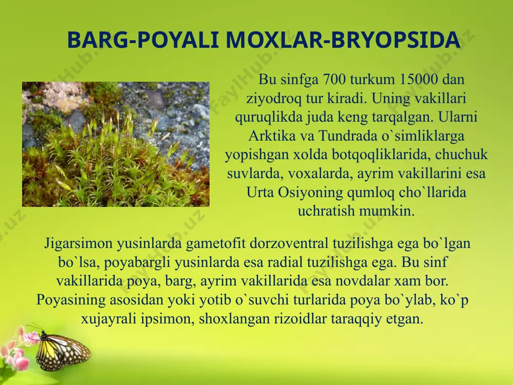 yo`sin toifa o`simliklar sinfi - Page 5