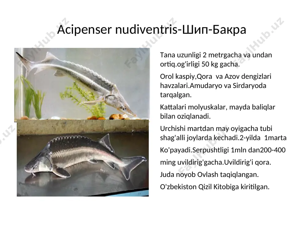 n. * * salmo trutta- кумжа, лосось- гулмой tana uzunligi 60 sm,og'irligi 3,5-4 kg gacha.amudaryoning hamma tog'li irmoqlarida uchraydi.qora daryoning qirg'iziston hududiga tegishli qismida iqlimlashtirilgan. sгм osti umurtqasiz hayvonlari va hashoratlar bilan oziqlanadi.yiriklari yirtqichlik qiladi. 3-4 toshda jinsiy voyaga yetadi.urchishi daryolarning tog'li qismida sentabr-oktabr oylarida. noyob baliq.amudaryo endemigi.ovlash taqiqlangan.o'zbekiston qizil kitobiga kiritilgan. * salmo ischchan-ишхан, бахтак, гегаркуни-севан гулбалиғи tana uzunligi 60 sm,og’irligi 3.5-4 kg gacha.tabiiy areali –sevan ko’li(armaniston),sevan ko’lidan keltirilib iqlimlashtirilgan va u yerdan chorvoq suv omboriga keltirilgan.asosan suv umurtqasozlari, ba’zan esa baliqlar bilan oziqlanadi. 3-4 yoshda jinsiy voyaga yetadi. noyabr –dekabr oylarida uvildiriq tashlaydi.serpushtligi 1000-6500 dona . qimmatli ovlanadigan turga kiradi. * coregonus peled-пелядь, сырок-пелядь tana uzunligi 50 sm,og’irligi 5 kg gacha.urg’ochilari erkaklariga nisbatan yirikroq.tabiiy areali sibir daryolari bo’lib yevro osiyoning ko’plab daryolariga iqlimlashtirilgan.chorvoq suv omboriga sonko’l(qirg’iziston)1982-84-yillari olibkelingan.asosan plankton qisqichbaqasimonlar bilan oziqlanadi.toza va sovuq suvlarda yashaydi.2-3 yoshda voyaga yetadi. urchishi noyabrdan yanvargacha.serpushtligi50-100ming uvildiriq. qimmatli ovlanadigan turga kiradi. * coregonus …