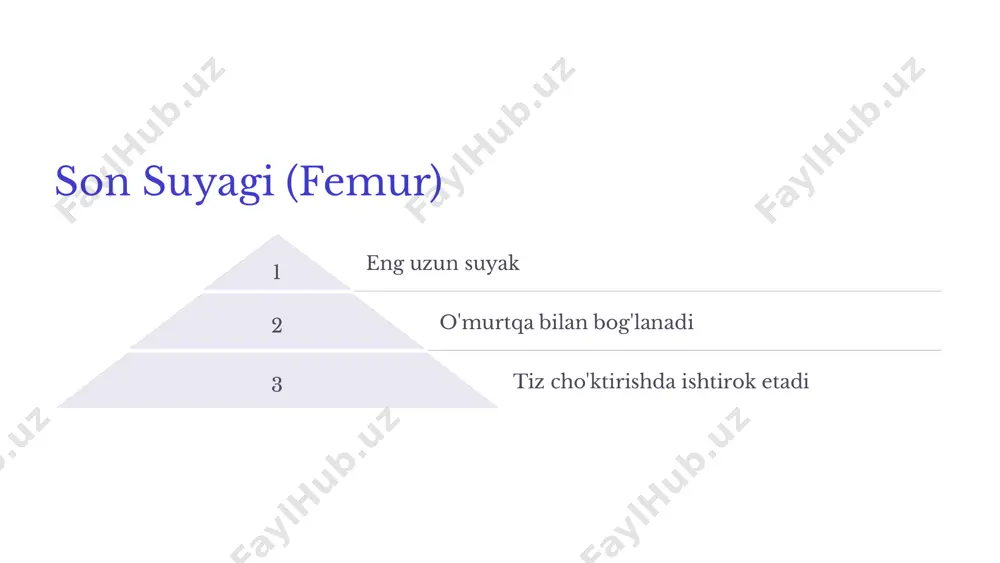 oyoq suyaklari va ularning funktsiyalari - Page 4