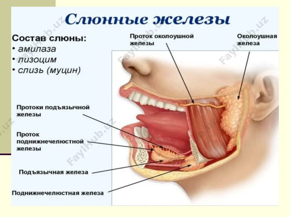—3 хафта. касалликларнинг оғирлигига қараб клиник кечишининг 3 хил турлари фарқланади: енгил, ўрта оғирликларда, оғир, баъзан жараёнларнинг асоратли ва асоратсиз кечиши. паротитнинг енгил формасида клиник белгилар кучсиз намоён бўлади, тана харорати кўтарилади, қулоқ олди безларининг шиши бўлиб оғриқсиз бўлади, сўлак безларининг йўлларида маълум муддатларда тиниқ сўлак ажралиши мумкин. баъзан фақат битта қулоқ олди бези шикастланади. шиш ва оғриқлар бир хафта ичида йўқолиб кетади. ўртача оғирликда кечишида қисқа продрамал даврдан кейин (1-2 кун), кўнгил айниши, иштаҳасизликдан, қалтираш, бош оғриғи, бўйин соҳасида оғриқ, мушак бўғим сохасида оғриқ, баъзан тана хароратининг кўтарилиши ва оғиз қуриши, қулоқ олди безининг оғриқли шиши кузатилади. кўп холларда 1-2 кундан кейин бошқа қулоқ олди бези хам шикастланади, тана хароратининг кўтарилиши одатда 37,5-380с атрофида бўлади, шиш тез катталашади. бундан бу холда деярли хар доим юзнинг бир томони бошқасига нисбатан кўпроқ ўзгаради. баъзи беморларда қулоқ олди бези йулининг тешиги ва оғиз шиллиқ пардасининг гиперемияси кузатилади. саливация одатда пасаяди. 3-4 кундан …