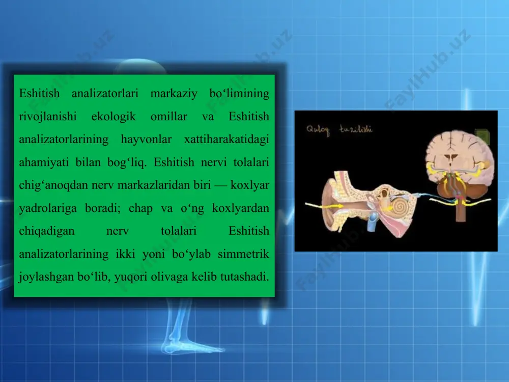 yumaloq darcha membranasini tashqariga siljitadi. vestibulyar membrana juda yupqa parda bo’lib, yuqori kanal perilimfasining tebranishlari shu parda orqali o ‘rta kanal endolimfasiga bemalol o‘ta oladi. shu tariqa, yuqori va o‘rta kanallaridagi suyuqlik tebranishlami shunday o‘tkazadiki, suyuqlik membrana bilan to‘silmaganday va ikkala kanal yagona umumiy kanalday tuyuladi vestibulyar tizim. vestibulyar tizim ko‘ruv va samotasensor tizimlar bilan birgalikda insonlarda tana harakati tezlashishi va sekinlashishi hamda boshning fazodagi holati o‘zgarishi to‘g ‘risidagi axborotlar asosida skelet inuskullari tonusining qayta taqsimlanishini ta’minlab, muvozanat saqlash imkoniyatini beradi. tana harakati tezligi bir tekisda bo’lsa vestibulyar tizim qo‘zg‘amaydi. vestibulyar tizim bilan bog'liq bo'lgan kompleks reflekslar. vestibulyar neyronlaming yadrolari turli xil harakat reaksiyalami nazorat qiladi va boshqaradi. ulardan eng muhimlari: vestibulospinal, vestibulovegetativ va vestibulokuzni harakatlantiruvchi reaksiyalardir. vestibulospinal ta’sirlar vestíbulo-, retikulo-, va rebrospinal traktlar orqali orqa m iyada segm entlar darajasida neyronlar impulsatsiyasini o‘zgartiradi. bundan tashqari skelet muskullari tonusiningdinamik qayta taqsimlanishini amalga oshiradi va muvozanatni saqlash uchun zarur bo‘ igan …