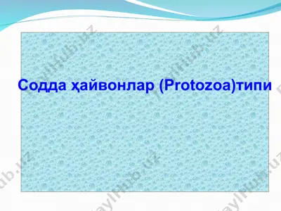 содда ҳайвонлар (protozoa)типи — ZIP