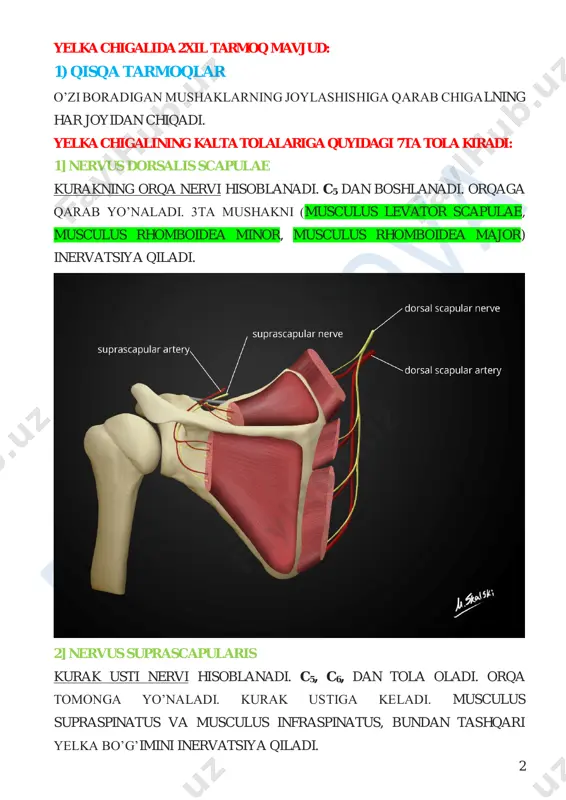 ’on poya sifatida chiqadi: ♦ truncus brachialis superior ♦ truncus brachialis media ♦ truncus brachialis inferior poyalar yana bir biri bilan chatishib divisioneslarni hosil qiladi. bu qismdan hech qanday tarmoq bermaydi. devisiones qismlari keyin tutamli (fasciculus) qismlarga o’tadi: 6  fasciculus medialis – ichki poya.  fasciculus lateralis – tashqi poya.  fasciculus posterior – orqa poya. tutamli qismlardan keyin pastga qarab yelka chigalining uzun tolalari davom etadi. uzun tarmoqlarga quyidagilar kiradi: 1] nervus axillaris qo’ltiq osti nervi hisoblanadi. uzun tolalar ichida eng kaltasi hisoblanadi. c5 va c6 dan tola oladi va lateral tomonga yo’naladi. 2ta mushakni (musculus teres minor va musculus deltoideus) va deltasimon mushak terisini inervat siya qiladi. • o’zining eng oxirgi tarmog’i nervus cutaneus brachialis superior hisoblanadi. yelkaning lateral sohasi terisini inervatsiya qiladi. 2] nervus musculocutaneus c5, c6 va c7 dan tola oladi. pastga qarab yo’naladi. qo’ltiqni osti bilan keladi. • o’zining birinchi tarmog’ini beradi. ramus muscularis …