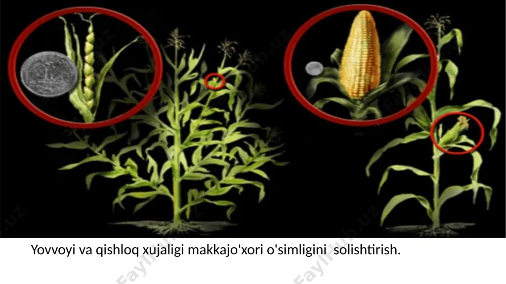 uchun u bug‘doyning uzoq qarindoshi bug‘doyiqdan foydalanishga ahd qilgan hozirgi vaqtda g‘o‘za genofondini fundamental tadqiq qilish va uning takomillashgan sistematikasini yaratish sohasidagi ilmiy ishlar akademik a. a. abdullayev va uning shogirdlari(s.m. rizayeva, m. a. axmedov, r. d. dariyev, r. sh. shodmonov, x. s.saydaliyev)tomonidan amalga oshirilmoqda. uning rahbarligida qator mamlakatlarga uyushtirilgan ekspedisiyalar natijasida g‘o‘za genofondi kolleksiyasi boyitildi, sifati ko‘tarildi. bu kolleksiyada yig‘ib o‘rganilgan g‘o‘za yowoyi turlari 50 ga yaqinlashib qoldi. sunday kolleksiya dunyodabirinchi o‘rinni egallaydi. g‘o‘za o‘simligining yowoyi va madaniyturlarining kelib chiqishi, evolutsiyasi va sistematikasi sohasidagi fundamental ilmiy tadqiqot ishlari natijasida gossypium l. turkumiga kiruvchi g‘o‘za turlarining morfobiologik, sitogenetik va genetik dalillarga asoslangan yangi sistematikasi asoslari yaratildi professor a. t. g‘ofurov g‘o‘za o'simligining madaniy turlari g.hirsutum l. va g.barbadense l. navlari duragaylarini genetik tahlil qilish sohasida hamda shogirdi s. fayzullayev bilan g‘o‘za genetik kolleksiyasining turli variantlarda genetik nishonlangan izogen liniyalarida o‘simliklar evolutsiyasining genetik asoslarini tadqiq qilish sohasida noyob ilmiy tadqiqot ishlarini …