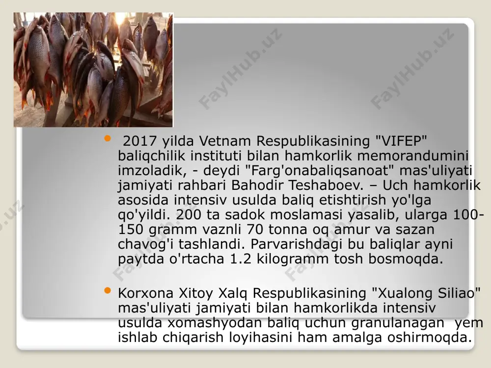 osi havzasida tarqalgan. tanasining uzunligi 85 sm gacha, vazni 7 kg gacha. botqoqlashgan va hatto ifloslangan kulmak suv havzalarida yashay oladi, suvsizlikka bir necha kun chidaydi. 3 yoshida voyaga yetadi, iyun — iyul oylarida urchiydi. urg’ochilari suv yuzasida poya va barglardan yasalgan uyaga oʻrtacha 7300 uvildiriq tashlaydi, erkagi bu tuxumlarni qoʻriklaydi. yirtqich, 20-asrning 60-yillarida oʻzbekiston suv havzalariga tasodifan kelib qolgan. e’tiboringiz uchun raxmat image2.jpg image3.png image4.jpg image5.jpg image6.jpg image7.png image8.jpg image9.png image10.png image11.jpg image12.png image13.jpg image14.jpg image15.jpg /docprops/thumbnail.jpeg