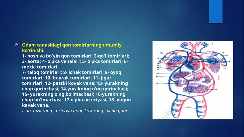 odamning yuragi bir minutda 70-72 marta qisqarib-kengayadi. har bir qisqarganida undan chiqarilgan qon miqdori uning bir minutda qisqarib-kengayishi soniga ko'paytirilsa, yurakning minutlik hajmi kelib chiqadi. masalan, bir marta qisqarganda o'rtacha 70 ml qon chiqarilsa, uni bir minutdagi qisqarib kengayish soniga, ya'ni 70 ga ko'paytirilsa, yurakning minutlik hajmi kelib chiqadi. u 4,9 i ga teng (70 ml x 70 marta =4,9 i). bir kecha kunduzda yurak o'rtacha 100 ming marta qisqarib kengayadi va 10 t qonni arteriya tomirlariga chiqaradi. yurak ritmik ravishda uzluksiz ish bajaradi. uning bir kecha-kunduzda bajargan ishi massasi 64 kg li yukni 300 m balandlikka ko'tarishga teng. odamning o'rtacha umr ko'rishi 70-80 yil deb olinsa, shu davr ichida yurak aorta tomiriga chiqargan qon miqdori hisoblansa, u 5 km uzunlikdagi kanalni to'ldirib, unda paroxod yurishi mumkin bo'ladi. qonning tomirlar bo'ylab harakatlanishi qonning qon tomirlar sistemasi bo'ylab harakatlanishi gemodinamika qonuniyatiga asoslangan. shunga ko'ra, tomirlardagi qonning oqish tezligi ikkita kuchga bog'liq. …