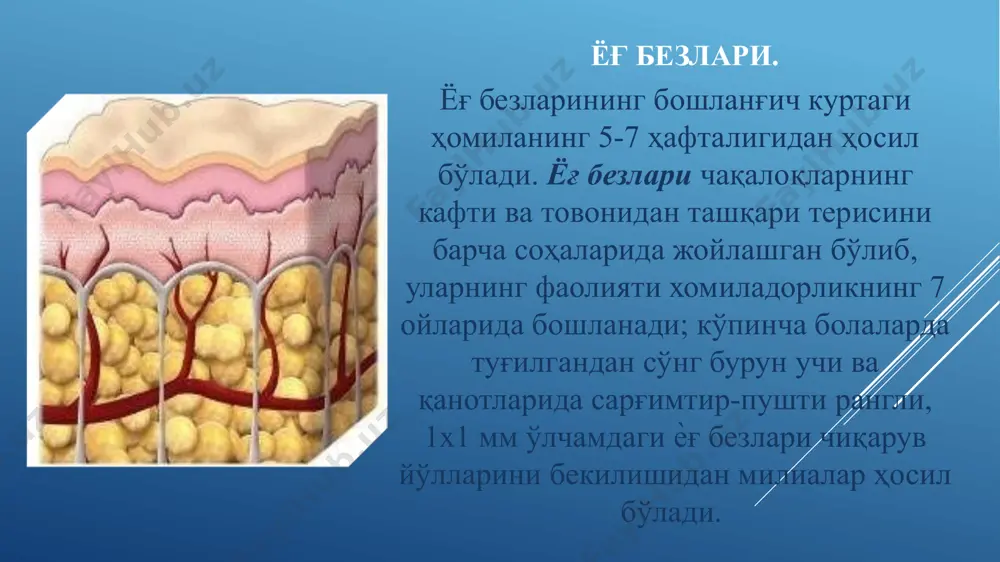 бўлиб, терида ѐки тери ости қаватида ҳужайралар инфильтратини йиғилишидан пайдо бўлади. қавариқ (urtika) - ўткир яллиғланиш жараѐни элементи ҳисобланиб, тери сўрғич қаватида чегараланган шиш пайдо бўлиши натижасида юзага келади. ҳажми 20 мм дан катта бўлиб, тери сатҳидан кўтарилиб туради. пуфакча (vesikula) - тери устидан бироз кўтарилган 1-5 мм ҳажмда бўлиб, ичида сероз ѐки гемаррагик суюқлик тутади. кўпинча септик ҳолатларда, чақалоқлар захмида, сарамасда, оддий ва ўраб олувчи пуфакчали лишайда, сувчечакда, иссиқликда кузатилади. пуфак (bullа) - бу пуфакчадан ўзининг катталиги билан фарқланиб, ҳажми 5-15 мм ва ундан катта бўлади. ичида сероз, гемаррагик ѐки йирингли суюқлик тутади. пустула (йирингча, pustula) — йиринг экссудатли, бўшлиқли ҳосила (учламчи) бўлиб, ўткир яллиғланиш фонида, эпителиал ҳужайралар некрози натижасида пайдо бўлади. унинг таркибида кўплаб лейкоцит, альбумин ва глобулинлар бўлади. терининг иккиламчи морфологик элементлари қипиқсимон тангачали қоплама (sguama) - эпидермис мугузқаватининг тўкилишидан пайдо бўлади. қобиқ (crusta) - бу пуфакча, пуфак, яра экссудатининг қуриши натижасида пайдо бўлади. қобиқ - сероз …