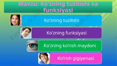ko’zning tuzilishi va funksiyasi — PPTX