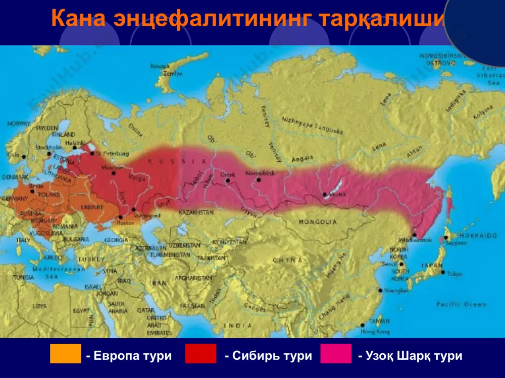 нса мушакларининг ригидлиги, мажбурий ҳолат ва ҳк.) оё³-қўлларнинг титраши (тремор) тер босиши нистагм эс-ҳушнинг туманлашуви ёки йўқолиши алаҳлаш касалликнинг энг оғир кечувчи шакли ҳисобланади касалликнинг 5-7 кунига келиб ўлим рўй бериши мумкин менингоэнцефалитик шакли 30% беморларда кузатилади касалликнинг бу шаклида продромал давр мавжуд бўлиб (1-2 кун), бунда ҳолсизлик, тез чарчаб қолиш кузатилади касалликни биринчи кунларидан беморлар мушаклар (бўйин орти, елка, қўллар) даги оғриққа шикоят қиладилар бора-бора айрим мушакларда заифлик, титраш, мушакларни увишиб қолишии кузатилади (кейинчалик ушбу мушакларда ҳаракат фаолияти бузилади) кейинги кунларда иситма чиқиши билан бир вақтда бўйин-елка мушаклари фалажлари ривожланади касалликни 2-3 ҳафтасидан фалажланган мушаклар атрофияси ривожланади полиомиелитик шакли периферик нерв толалари ва уларнинг илдизларини зарарланиши билан кечади беморлар нерв толалари бўйлаб «нина санчиши», оғриққа шикоят қиладилар қўл-оёқларнинг дистал қисмларида сезувчанлик йўқолади айрим мушаклар фалажга учраши мумкин полирадикулоневритик шакли кана энцефалити оғир кечганда асорат сифатида бир умрга мушаклар фалажи ва атрофияси ривожланади елка мушаклари атрофияси иммунитет кана энцефалити билан …