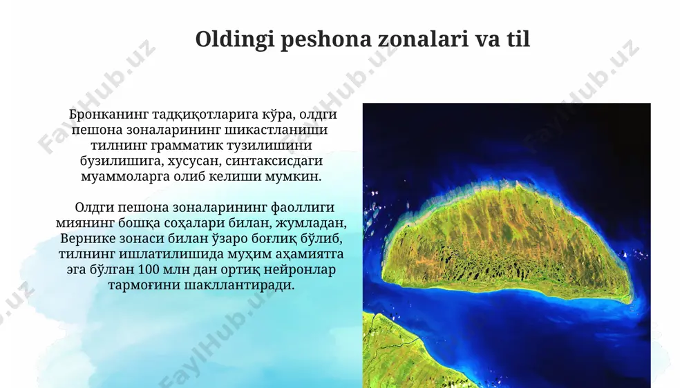 yronlari miyening boshqa qismlari bilan keng miqyosda bog'langan bo'lib, murakkab kognitiv jarayonlarda ishtirok etadi. oldingi peshona zonalari (prefrontal korteks) 3 asosiy qismga: dorsolateral, orbitofrontal va medial prefrontal kortekslarga bo'linadi, ularning har biri turli kognitiv funksiyalarni boshqaradi. oldingi peshona zonalari va e'tibor oldingi peshona zonalarining shikastlanishi e'tiborning 20% gacha pasayishiga, reaktsiya vaqtining sekinlashuviga, shuningdek, ijro funktsiyalarining buzilishiga olib kelishi mumkin. e'tiborning turli turlari, masalan, tanqidiy e'tibor va barqaror e'tibor, miyaning oldingi peshona zonalarining turli sub mintaqalari faoliyati bilan bog'liq. oldingi peshona zonalari va boshqa nevrologik kasalliklar oldingi peshona zonalari shikastlanishi natijasida 30% hollarda afaziya, 20% hollarda esa ekzekutiv funksiyalar buzilishi kuzatiladi, bu esa boshqa nevrologik kasalliklar rivojlanishiga olib kelishi mumkin. qandli diabet kabi metabolik kasalliklar oldingi peshona zonalarining disfunksiyasiga olib kelishi mumkin, bu esa 15% hollarda depressiya va xotira buzilishlariga sabab bo'ladi. oldingi peshona zonalari va xotira oldingi peshona zonalari miyada ma'lumotlarni saqlash va chaqirish jarayonlarini boshqaruvchi hipokampus bilan chambarchas bog'langan …