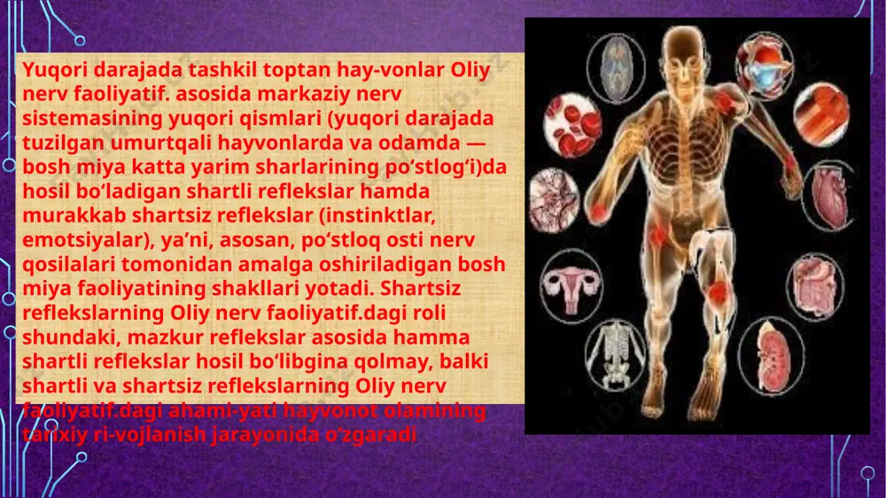 oliy nerv faoliyatining turlari - Page 5