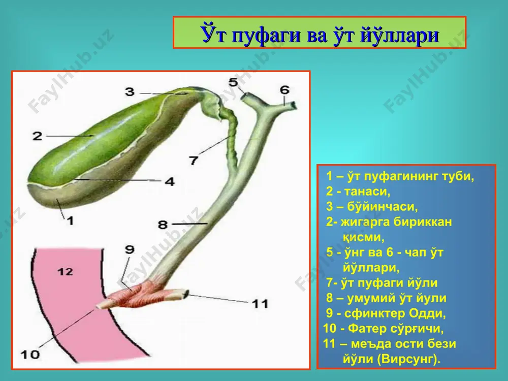 қарши кўрсатмаларнинг кенглиги: тошнинг 2 смдан катта бўлмаслиги ёки 1 смли 2 дона тош борлиги, холецистит белгилари борлиги, кальцинозланган ёки пигментли тошлар, бир дона тош ўрнида кўплаб тош фрагмент-ларининг пайдо бўлиши. оператив даволаш усуллари: лапароскопик холецистэктомия, очик усулда холецистэктомия, холедохолитотомия, папиллосфинктеротомия, холецисто- ва холангиостомия, холедоходуаденоанастомоз, холецистоэнтероанастомоз. лапароскопик холецистэктомия ўт копи пункцияси элементларни ажратиш клипсалар қўйиш d. сisticus ни кесиш артерияни ажратиш холецистэктомия очиқ усулдаги холецистэктомия холедоходуоденоанастомоз юраш усули флеркен финстерер трансдуоденал папиллосфинктеротомия ва папиллосфинктропластика “традицион холецистэктомия” деб қайси опе-рацияга айтилади ? ўт қопи олиб ташлангач, унинг вазифасини қайси аъзо бажаради ? қайси контраст модда бу патологиянинг тек-ширувида кўпроқ ишлатилади ? “совуқ” давр деб, патологиянинг кечишидаги қайси даврга айтилади ? операцияни қачон ўтказилгани маъқулроқ ? саволлар: medical illustration
