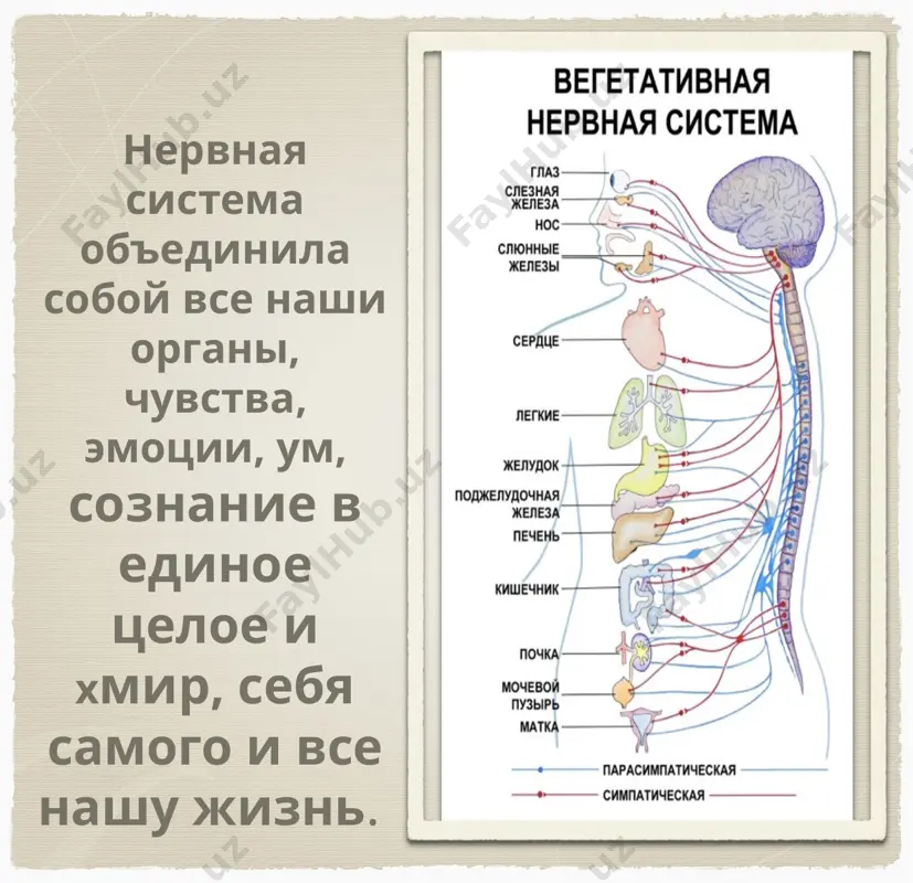 важность нервной системы и её гигена - Page 3