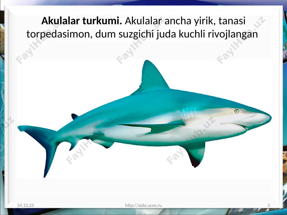 tog`ayli baliqlar sinfi –chondrichthyes - Page 3