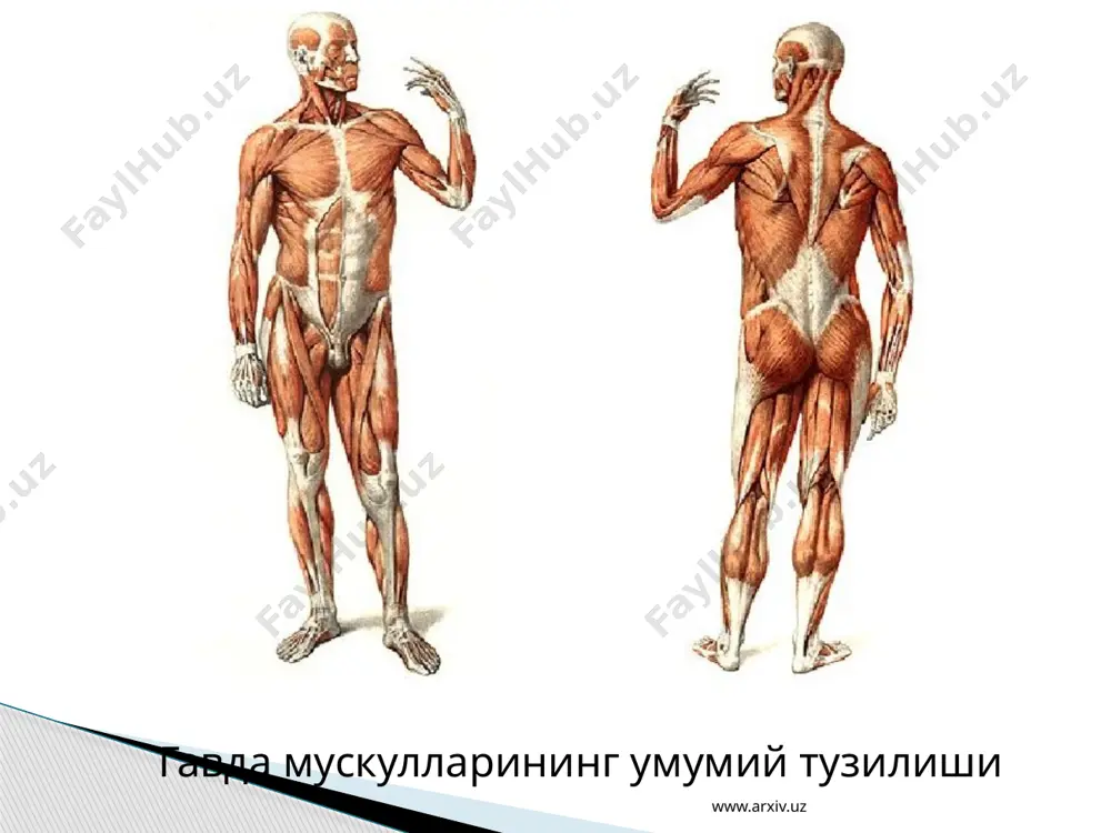 мускулларнинг тузилиши, вазифалари ва аҳамияти - Page 4