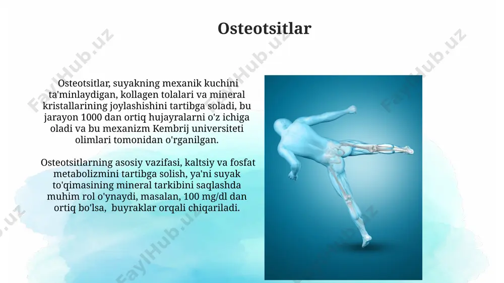 qima, uzun suyaklarning epifizlarida joylashgan bo'lib, qizil suyak ko'mig'ining 70% gacha qismini egallaydi va gematopoez jarayonida muhim hisoblanadi. haversian kanallari har bir haversian kanalini konsentrik halqalar shaklida joylashgan lamellar suyak toʻqimalari oʻrab oladi, ularning soni odatda 5 dan 20 gacha oʻzgaradi. haversian kanallari, yoki osteonlar, odatda 0,2 mm diametrga ega boʻlib, uzun suyaklarning ichki qismida, masalan, son suyagida joylashgan va qon tomirlarini oʻz ichiga oladi. suyaklarning kimyoviy tarkibi suyaklarning 60-70%ini gidroksiapatit kristallari tashkil etadi, bu kaltsiy va fosfat minerallarining murakkab tuzilishi bo'lib, suyaklarning qattiqligiga va mustahkamligiga hissa qo'shadi, shuningdek, ularning tarkibida 25% kollagen oqsili mavjud. suyaklarning kimyoviy tarkibida 10% dan ortiq suv mavjud bo'lib, bu ularning elastikligini va zarbalarning yumshatilishini ta'minlaydi, masalan, buyuk britaniyada o'tkazilgan tadqiqotlar shuni ko'rsatdiki, suv miqdori yoshga bog'liq. suyak hujayralari suyak hujayralarining 5% dan kamrog'i osteoblastlardir, ular suyak to'qimasining hosil bo'lishida faol ishtirok etadi va suyakning o'sish zonasida, masalan, uzun suyaklarning epifizlarida ko'p uchraydi. osteoklastlar, ko'p …