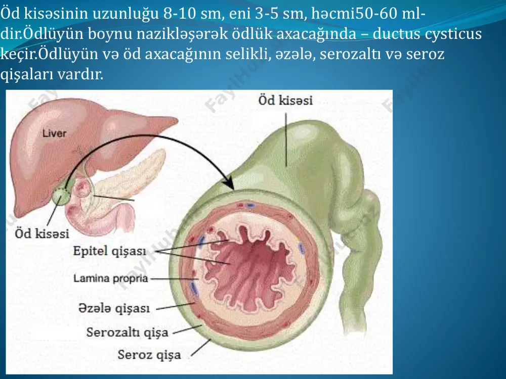 ə) xüsusiyyətə malikdir. ödün bu xüsusiyyəti və bir sıra şərait yaradan faktorlar (öd yollarının daralması, iltihabi dəyişikliklər, xəstələrin qidalanma xüsusiyyətləri və s.) ödün kristallizasiya ocağını yaradır, bu isə sonradan daşların əmələ gəlməsi ilə nəticələnir. https://az.wikipedia.org/wiki/lat%c4%b1n_dili https://az.wikipedia.org/wiki/cholecystolithiasis https://az.wikipedia.org/wiki/yunan_dili https://az.wikipedia.org/wiki/lat%c4%b1n_dili https://az.wikipedia.org/wiki/yunan_dili https://az.wikipedia.org/wiki/lat%c4%b1n_dili https://az.wikipedia.org/wiki/az%c9%99rbaycan https://az.wikipedia.org/wiki/%c3%96d https://az.wikipedia.org/w/index.php?title=litogen&action=edit&redlink=1 https://az.wikipedia.org/w/index.php?title=kristallizasiya&action=edit&redlink=1 öd kisəsinin, qaraciyərdənxaric maqistral öd yollarının şişləri xoşxassəli şişlər – əsasən papilloma, adenoma, fibroma, lipoma, miomaya rast gəlinir.ən çox rast gəlinəni isə öd kisəsinin papillomasıdır.adətən, diffuz papillamatoz şəklində olub, öd kisəsinin daş xəstəliyi ilə birgə təsadüf olunur. öd kisəsinin xərçəngi – ağır xəstəlik olub nisbətən çox təsadüf edilir.xərçəng şişi öd kisəsinin boynu və dibi nahiyəsindən inkişaf edərək öz histoloji quruluşuna görə infiltrativ xarakterli adenokarsinomalara aiddir.bir neçə formaları – skirr, polipoz, yastı hüceyrə xərçəngi və s. ayırd edilir. magistral öd axarlarının xərçəngi – lokalizasiyasına görə bütün xoledox boyu, lakin ən çox qaraciyər axarlarında, öd kisəsi axarının ümumi öd axarı ilə birləşdiyi sahələrdə və xoledoxun ampula hissəsində təsadüf …