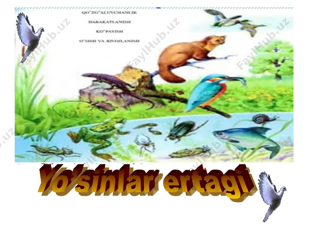 in navbatlashadi. * its’ long and sharp beak becomes bent ko’payishi ancha murakkab, ko’p hujayrali jinsiy a’zosi- anteridiy -ikki hivchinli harakatchan, urgochilik jinsiy a’zosi- arxegoniylar(tuxum hujayra) -kolba shaklida bo’lib , asosan baxorgi yog’ingarchilik paytida birlashib zigotani hosil qiladi. * its’ old-aged and heavy wings, due to their thick feathers, become stuck to its’ chest and make it difficult to fly qaranki, bu zigota qisqa vaqt ichida o’sib , spora hosil qiluvchi ko’sakcha – sporangiyni hosil qiladi. sporalar yetilib nam tuproqqa tushgandan so’ng , undan ko’p xujayrali shohlangan ip paydo bo’lib undan funariya yosini hosil bo’ladi. . * okay demak, o’simliklar ham qaysi tur bolishdan qat’iy nazar ,yashash ushun kurashadi. nasl davom etadi. hozirda bizning qahramonimiz hayvonlarga ozuqa , tuproq hosil bo’lishi, tuproq unumdorligi, tabiatning davriy aylanishida o’z hissasini qo’shmoqda. * the process requires that the eagle fly to a mountain top and sit on its’ nest ha , azizlar hayotda …