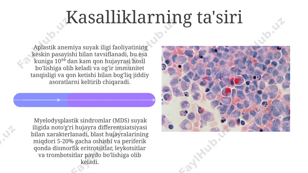 quyqalash jarayonini qoʻllab-quvvatlaydi. gematopyezni tartibga soluvchi muhim omillardan biri bo'lgan hipoksiya induktsiyalangan omil-1 (hif-1) kislorod etishmasligiga javoban eritropoetin ishlab chiqarilishini 3-5 baravar oshiradi, shu bilan eritrotsitlarning hosil boʻlishini kuchaytiradi. sitokinlarning roli qon hujayralari hosil boʻlishini tartibga soluvchi sitokinlarning 30 dan ortiq turi mavjud boʻlib, ularning har biri oʻziga xos taʼsir mexanizmlariga ega. sitokinlarning baʼzilari, masalan, interferon-γ (ifn-γ) va tnf-α, yalligʻlanish jarayonlarida qatnashib, gematopoezni tartibga solishda immunitet tizimining ishtiroki orqali taʼsir koʻrsatadi. poydevor hujayralari qon hujayralari hosil boʻlishini tartibga soluvchi oʻsish omillarining 30 dan ortiq turi mavjud boʻlib, ularning har biri oʻziga xos retseptorlar orqali taʼsir koʻrsatadi. poydevor hujayralari (stem cells) oʻz-oʻzini yangilash va farqlanish qobiliyatiga ega boʻlib, eritrotsitlar, leykotsitlar va trombotsitlar kabi 7 ta asosiy qon hujayrasi turini hosil qiladi. e'tiboringiz uchun rahmat @taqdimot_robot image4.jpg image5.jpg image6.jpg image7.jpg image8.jpg image9.jpg image10.jpg image11.jpg image12.jpg image13.jpg image14.jpg image15.jpg image16.jpg image17.jpg image18.jpg image19.jpg image20.jpg image1.jpeg image2.jpeg image3.jpeg