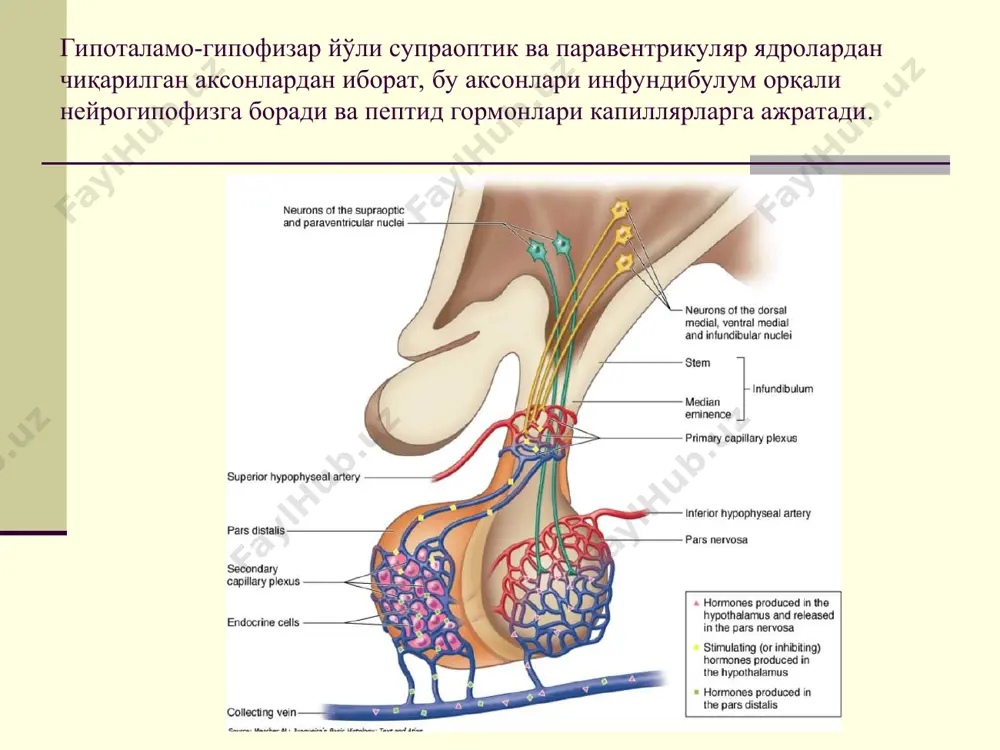 эндокринтизими - Page 4