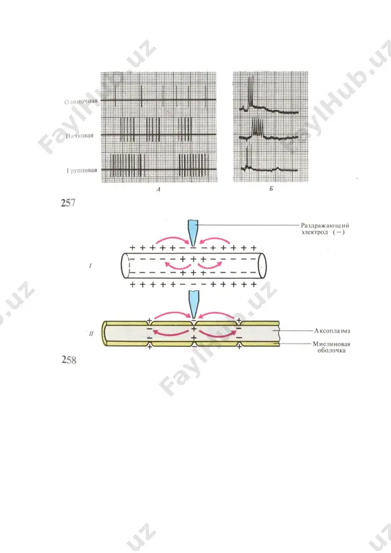 асаб толалари ва синапслар физиологияси - Page 5