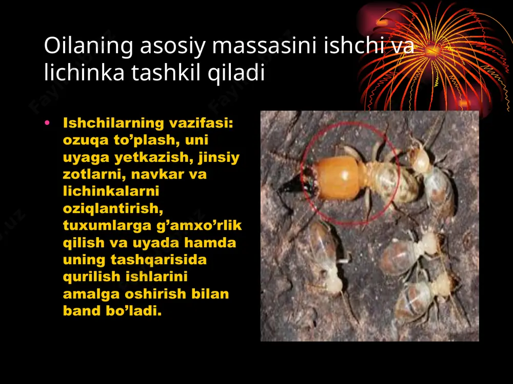 termitlar va ularning biologik va ekologik xususiyatlari - Page 4