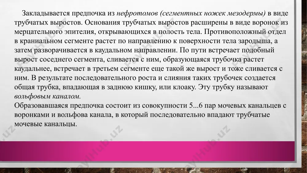 почка покрыта плотной соединительнотканной капсулой, которая защищает нежные внутренние структуры органа. в ворота почки входит почечная артерия, из них выходят почечная вена, лимфатические сосуды и мочеточник, берущий начало от лоханки и выводящий из нее конечную мочу в мочевой пузырь. на продольном разрезе в ткани почки четко разграничиваются два слоя. рис. 1. структура мочевыделительной системы: слова: почка и мочеточники (парные органы), мочевой пузырь, мочеиспускательный канал (с указанием микроскопического строения их стенок; гмк — гладкомышечные клетки). в составе правой почки показана почечная лоханка (1), мозговое вещество (2) с пирамидами, открывающимися в чашечки чашек лоханки; корковое вещество почек (3); справа: основные функциональные элементы нефрона; а — юкстамедуллярный нефрон; б — кортикальный (интракортикальный) нефрон; 1 — почечное тельце; 2 — проксимальный извитой каналец; 3 — петля генле (состоящая из трех отделов: тонкой нисходящей части; тонкой восходящей части; толстой восходящей части); 4 — плотное пятно дистального канальца; 5 — дистальный извитой каналец; 6 соединительный каналец; …