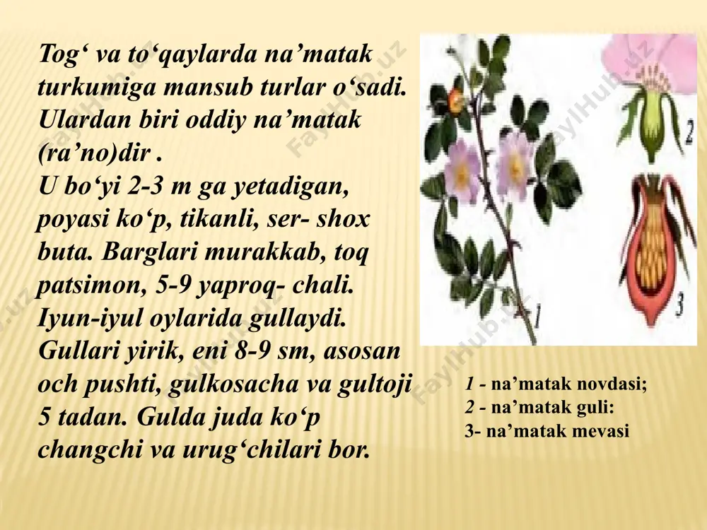 ra’nodoshlar oilasi - Page 5