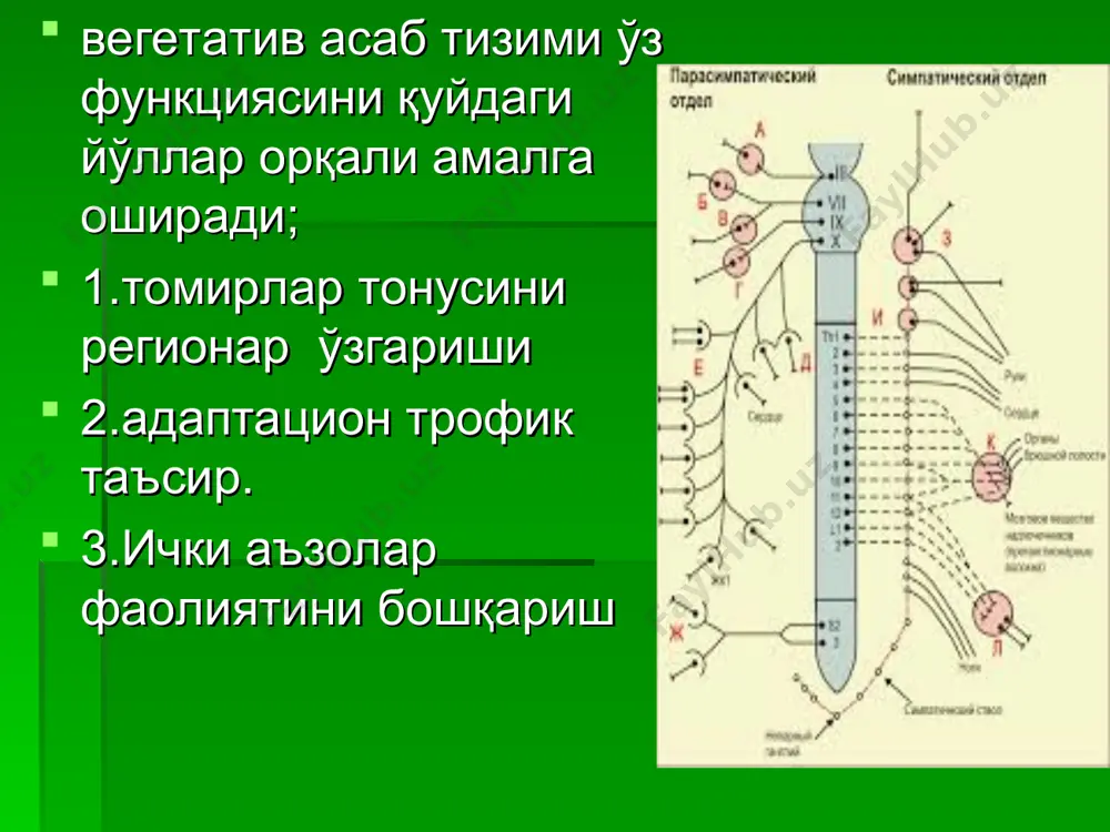 ритм ишлаб чиқаради. бу ритм тезлиги 1 секундда – 10-11 мартда, амплитудаси – 50 мкв, тишлари тўмтоқ . секин уйқу фазасида – ақб тушади, пульс – секинлашади. тез уйқу фазасида – ақб ошади, пульс – тезлашади. пешонанинг премотор зонаси (олдинги марказий пуштани олдинги қисми) бу учала тизмни лимбико-ретикуло -гипоталамик тизим деб аталади. яъни лимбик тизим дегани – пўстлоқ – асосан эмоционал фаолиятни таъминловчи қисмга киради. ват фаолияти пешона қисмдан бошланади, чунки пешона қисми бизнинг ҳам руҳий, ҳам жисмоний фаолитямизни бошқаради. ана шу бошқаришда эса ички аъзоларда ички муҳитда ўзгариш келиб чиқиши керак. мана шу ўзгаришни таъминлаш учун 2 ҳил бошқарувчи йўл бор: 1. нейрорефлектор бошқариш йўли 2. нейрогуморал бошқариш йўли нейрорефлектор бошқариш йўли вегетатив асаб тизим тез, лекин қисқа муддатли ўзгаришларни таъминлайди (жаҳл чиққанда – шу пайтда вегетатив ўзгариш тез булади). нейрогуморал бошқариш йўли одам организмида узоқ муддатли ва секин пайдо бўладиган ўзгаришларни таъминлайди гипофиз бутун ички безларни бошқарувчиси ҳисобланади. …
