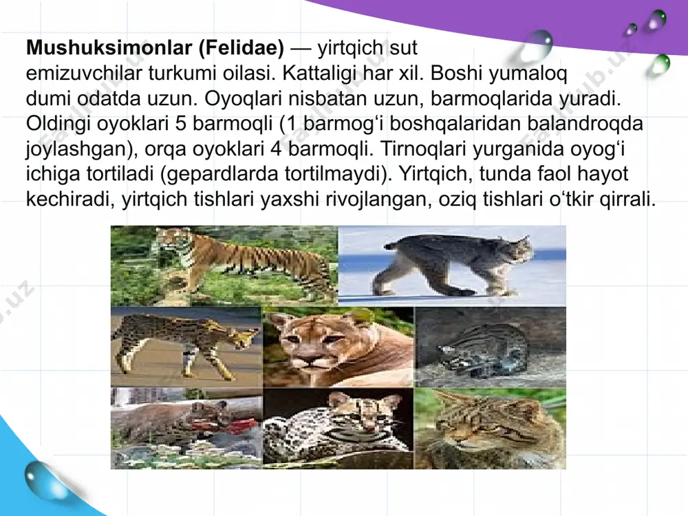 topildi. garchi ba’zi manbalarda bu kashfiyot mushuklarning ma’lum darajada bu sohada xonakilashtirilganligini ko‘rsatayotganini ta’kidlasa-da, boshqa manbalarda (bu davrda mushukning genomi afrika yovvoyi mushukidan unchalik farq qilmagani haqidagi dalillarga asoslanib) mushuklarni xonakilashtirish mumkinligi ta’kidlangan. taxminan 5300 yil oldin xitoyda topilgan qazilma dalillar shuni ko'rsatdiki, mushuklar, taxminan, zamonaviy uy mushuklari kabi, qishloq xo'jaligi sharoitida kemiruvchilar va tariq kabi mayda don bilan oziqlanadigan hayvonlar bilan oziqlangan. tadqiqotlar shuni ko'rsatadiki, bu mushuklar aslida leopard mushuklari (prionailurus bengalensis) bo'lib, ular miloddan avvalgi 3000 yilgacha zamonaviy uy mushuklari (f. catus) bilan almashtirilgan, ammo bu kashfiyot shuni ko'rsatadiki, odamlar mushuklarga sichqonlar va boshqa kemiruvchilarni o'lja qilishga ruxsat bergan, ular don zahiralariga tahdid soladigan va mumkin. mushuklarni ovqatlantirgan yoki qolgan ovqatni yeyishga ruxsat bergan. mushukning uyqu rejimi itlar va odamlarnikidan farq qiladi. itlar va odamlarda uzoq vaqt rem (tezkor ko'z harakati) uyqusi bor, bu tush ko'rish bilan bog'liq. aksincha, mushuk kamdan-kam hollarda rem uyqusiga o'tadi. buning o'rniga, u …