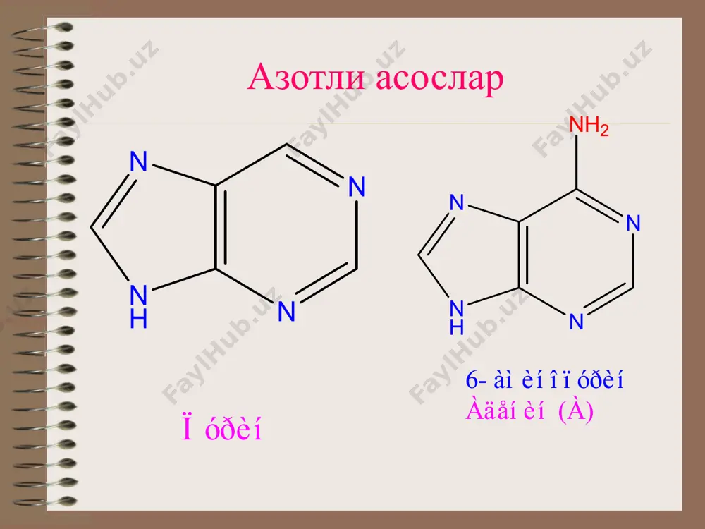 он оқ модда, сувда яхши эримайди. унинг эритмаси юқори қовушқоқликка эга. днкнинг эритмаси оптик жиҳатдан актив бўлиб, 260нм атрофида максимум ютиш спектрига эга. юқори температура ва бошқа факторла таъсирида днкнинг қўш спирали тарқалиб якка спиралли тугунга ўтиши денатурация деб аталади. муҳит темпаратурасини аста-секин совитилганда ёки унинг ҳусусиятлари ўзгартирилганда занжирлар яна спираллашуви ренатурация деб юритилади. рнкнинг структураси тирик организмларда рнкнинг 3 хили учрайди: рибосомал рнк- р-рнк информацион рнк – и-рнк ёки м-рнк транспорт рнк - т-рнк рнк турлари и-рнк умумий рнкнинг 5%ни ташкил этади. мо 0,5.106 ва ундан юқори. ядрода синтезланиб, цитоплазмага ўтиб, рибосомага ўрнашади ва оқсил синтезида матрица ролини ўйнайди. шунинг учун уни м-рнк деб ҳам юритилади. р-рнк умумий рнкнинг 65-80%ни ташкил этади. мо 0,35.106 –1,8. 106 атрофида. ядрода синтезланиб, цитоплазмага ўтиб, оқсиллар билан бирикиб рибосома структурасини ҳосил қилади. т-рнк умумий рнкнинг 10-15%ни ташкил этади. мо 24-31000га тенг. ядрода синтезланиб, цитоплазмада оқсил синтезида иштирок этади. ҳар бир аминокислотанинг ўз транспорт …