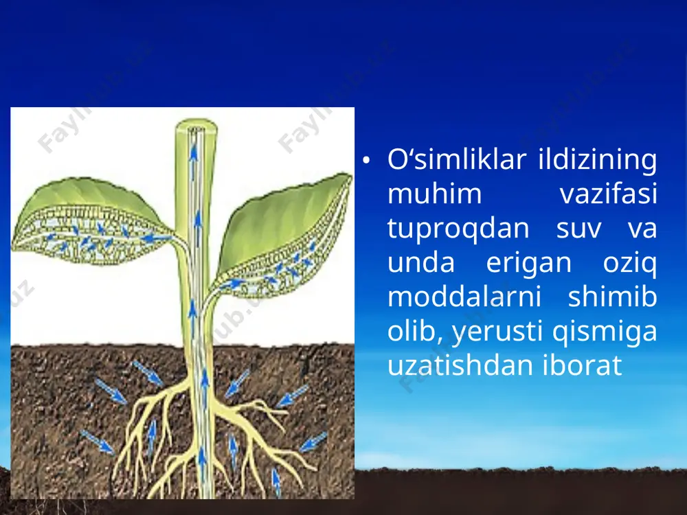 ana faollashadi. yoz oylarida o‘zbekiston sharoitida yog‘ingarchilik deyarli bo‘lmay, harorat ko‘tarilib, o‘simliklarning suvga ehtiyoji ortadi. shuning uchun deyarli hamma madaniy o‘simliklar sug‘orib o‘stiriladi. lekin ekinlarni sug‘orishda suvning ortiqcha isrof bo‘lishiga yo‘l qo‘ymaslik kerak. shunday qilib, o‘simliklar ildizning bosim kuchi ta’sirida ildiz tukchalari orqali yerdan suv va unda erigan moddalarni tuproqdan shimib oladi. savol va topshiriqlar o‘simlik ildizining eng muhim vazifasi nimadan iborat? tuproqdagi suv va unda erigan moddalar o‘simlikka qanday qilib o‘tadi? ildiz bosimining roli nimadan iborat? bahorda kesilgan daraxtlar tanasidan nega suyuqlik (shira) oqadi?