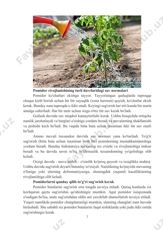 tsiya mevaning tez o'sishi va rivojlanishiga imkon beradi va bu davrda suvni to'liq to'ldirmaslik tuxumdonning yo'qolishiga olib keladi. oxirgi davrda - meva pishib - o'simlik ko'proq quyosh va issiqlikka muhtoj. ushbu davrda sug'orish deyarli butunlay to'xtaydi. namlikning ko'payishi mevaning o'limiga yoki ularning deformatsiyasiga, shuningdek yuqumli kasalliklarning rivojlanishiga olib keladi. pomidorlarni qanday qilib to'g'ri sug'orish kerak pomidor butalarini sug'orish erta tongda tavsiya etiladi. quruq kunlarda siz kechqurun qayta sug'orishni qo'shishingiz mumkin. agar pomidor issiqxonada o'sadigan bo'lsa, unda sug'orishdan oldin uni yaxshilab shamollatish tavsiya etiladi. yuqori namlikda pomidor changlamasligi mumkin, ularning changlari nam havoda birlashadi. shu sababli siz pomidor butalarini faqat teshiklarda yoki juda ildiz ostida sug'orishingiz kerak. pomidorlarni sug'orish uchun suv harorati pomidor butalarini sug'orish uchun xona haroratida (taxminan o'n sakkizdan yigirma darajagacha) turg'un suvdan foydalanish tavsiya etiladi. ayniqsa issiq kunlarda suv biroz soviydi (lekin o'n ikki darajadan past bo'lmasligi kerak), va salqin kunlarda, aksincha, bir oz iliqroq (o'ttiz darajagacha) bo'lishi …