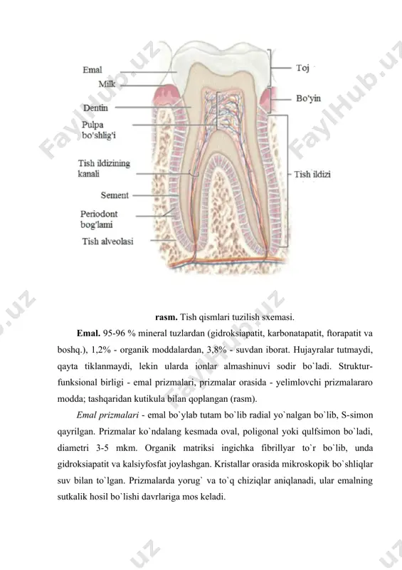 rasida - ohaklanmagan qavat - predentin, odontoblastlar qavatiga tegib turadi, i tipdagi kollagen, proteoglikanlar, glikozoaminoglikanlar, glikoproteinlar, fosfoproteinlar tutadi. dentinning o`sish zonasi hisoblanadi. dentinda 2 qavat farqlanadi: 1) pulpaoldi dentini - ichki qavat, dentin-emal chegarasiga tangensial, dentin naychalariga esa perpendikulyar yo`nalgan tolalarni ko`plab tutadi (ebner tolalari); 2) yopqich dentin - tashqi qavat, asosan radial kollagen tolalardan iborat bo`lib, dentin naychalariga parallel yo`naladi (korf tolalari). pulpaoldi dentiniga nisbatan kam ohaklangan, kollagaen tolalari kam. dentin naychalari - koronkada pulpadan dentin-emal chegarasiga qarab, ildizda sement-dentin chegarasiga qarab radial yo`nalgan ingichka tolalar, pulpaoldi dentinida to`g`ri, yopqich qavatida - tarmoqlanib, o`zaro rasm. tolalarning joylashishi va dentin kanalchalarining sхemasi. 1 - dentin kanalchalari, 2 va 4 - dentin asosiy moddasining tangensial tolalari (ebner), 3 va 5 - radial tolalar (korf), i, ii, iii - dentinning tashqi, o`rta va ichki zonalari. anastomozlar orqali birlashadi, doim yon tarmoqlar hosil qiladi (rasm). naychalar ichida odontoblastlarning o`siqchalari, nerv tolalari, to`kima suyuqligi …