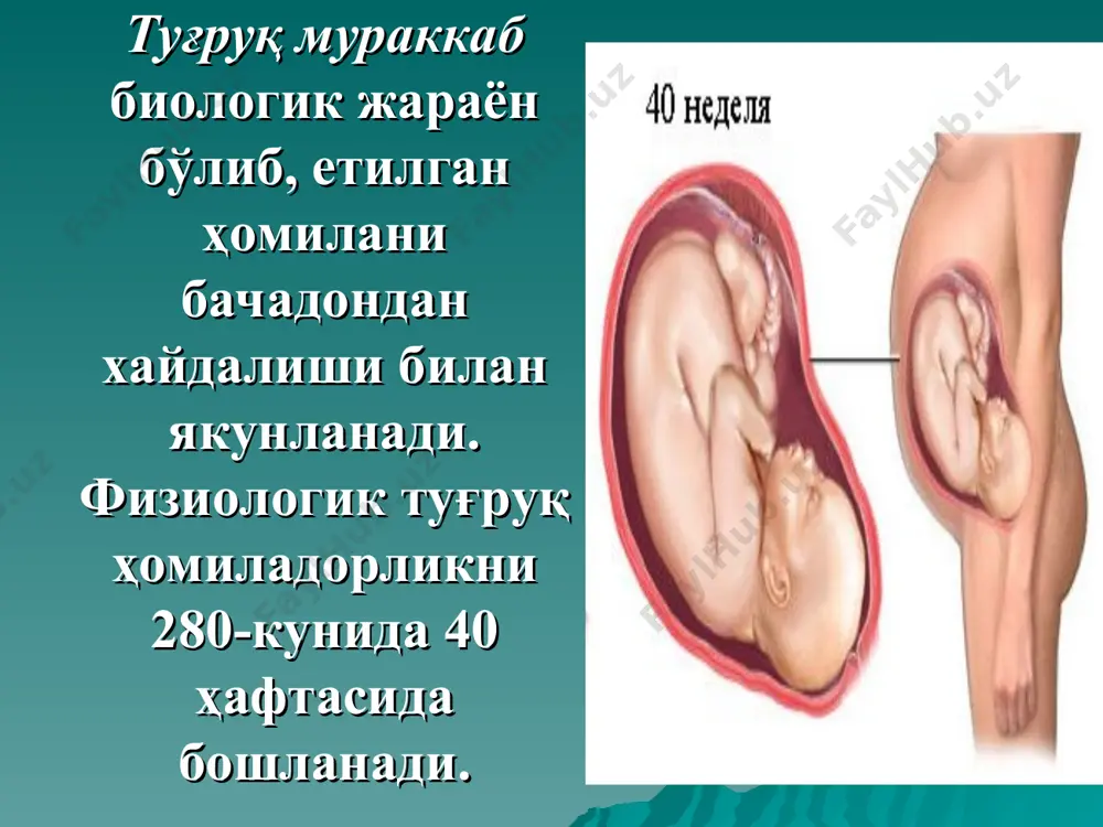 дон бўйнинг қисқариб калталашуви бачадон бўйнинг юмшаши; бўғизнинг очиқлиги 2-3см; бачадон бўйни ва пастки сегмент орасидаги бурчакнинг силлиқлашуви бачадон бўйнининг ҳолати биринчи ва қайта туғувчиларда бачадон бўйнинг ҳолати тулғоқлар дард тутиши– бу бачадонни даврий равишда ихтиёрсиз қисқаришлари бўлса кучаниқлар - бу қорин прессининг ихтиёрий қисқаришлари. бачадон мушакларининг қисқариши ўнг бачадон найи бурчагидан бошланади, у ерда "пейсмейкер" (бачадон мушаклари активлигини ритм юритувчиси) жойлашган, қисқаришлар ўша ерда бошланиб пастки сегмент сохасига тарқалади (учлик градиент) пастга қараб йўналадиган учлик градиенти: 1.пейсмекер – ритми бошқарувчидан қисқаришлар бошланиб бачадонни чап бурчагига узатилади; 2.қисқаришлар бачадонни чап бурчагидан пастга бўйнига қараб узатилади; 3.қиқаришлар бачадонни барча қисмларида баравар бошланиб баравар тўхтайди. учлик гадиенти схемаси дард тутаётганда бачадон деворида учта жараён кечади: бачадон мушак толаларининг қисқариши - контракция, ва уларнинг ўзаро силжиши - ретракция. бачадон бўйнида жойлашган циркуляр мушакларнинг ёнига чўзилиши дистракция рўй беради. туғруқ даврлари: i даври – бачадон бўйнининг очилиш даври. ii даври – ҳомиланинг туғилиш даври. …