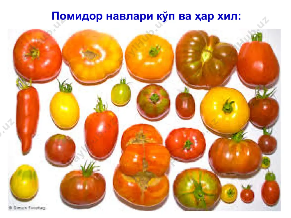 иоз сўлиши дунёнинг барча мамлакатларида, жумладан ўзбекистонда (ва бошқа марказий осиё мамлактларида) фузариоз вилт вертициллёз сўлишга нисбатан жуда кенг тарқалган. қишлоқ хўжалик фитопатологияси помидор касалликлари помидор фузариоз сўлиши вилт помидорнинг пастки барглари, кўпинча бир томонидан, сарағайиши ва ўсимликлар сўлғин бўлиб қолишидан бошланади. сўлиган барглар қурийди, бироқ тўкилмасдан, новдаларда осилиб қолади. новдалар ҳам ўсимликнинг бир томонида сўлиши мумкин, кейинчалик бутун ўсимлик сўлийди. помидор фузариоз сўлиши (қўзғатувчи fusarium oxysporum f. lycopersici). қишлоқ хўжалик фитопатологияси помидор касалликлари помидор фузариоз сўлиши новдалар устида сариқ чизиқчалар пайдо бўлади. зарарланган ўсимликларнинг бўйи жуда паст бўлиб қолади. помидор сўлишининг сабаби – ўтказувчи тўқималар замбуруғ мицелийси билан тўлиб қолиши ва ўсимлик замбуруғ токсинлари билан заҳарланишидир. поя қия кесилса, ўтказувчи тўқималар қўнғир тус олганлиги – кучли доғланиш кузатилади. қишлоқ хўжалик фитопатологияси помидор касалликлари помидор фузариоз сўлиши вилт ўсимликнинг пастки қисмидан юқори ярусларга тарқалиши билан бирга, ўтказувчи тўқималардаги кучли доғланиш ҳам шу йўналишда, тупроқ сатҳидан (илдиз бўғзидан) ўсимлик тепасигача тарқалади. …
