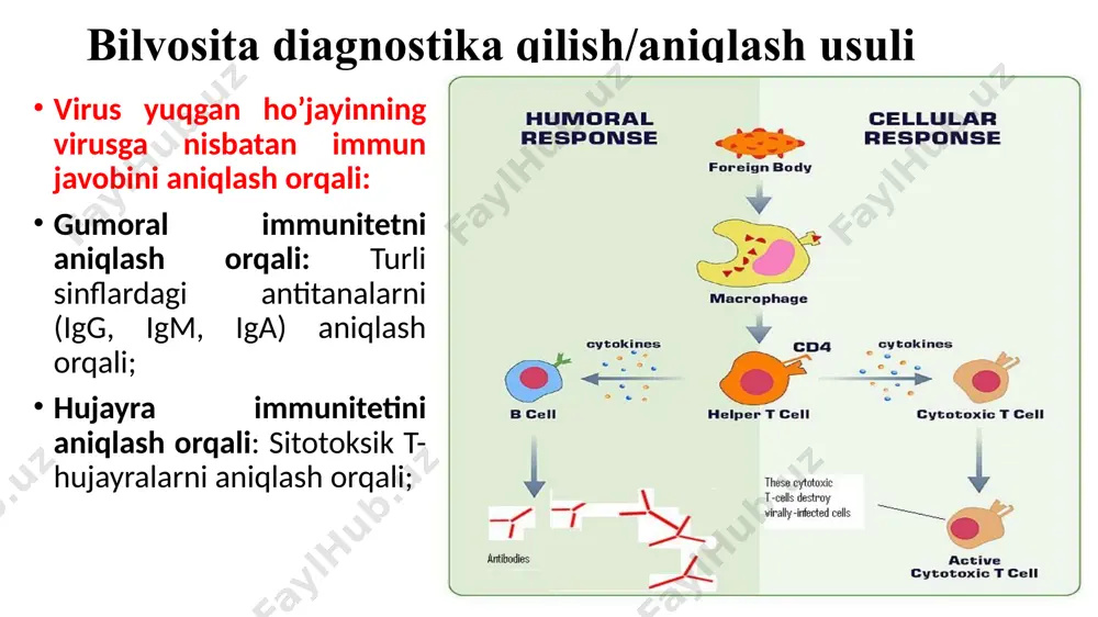 di, aralashma 24 soat davomida inkubatsiya qilinadi. tu ning takomillashgan varianti tu ning ammoniy sulfat usuli tu ning mikropritsipitatsiyasi pretsipitatsiya reaktsiyalari antitana-antigen komplekslari ekvivalentda cho'kadi; qo’llanilishi: aniqlash (ko’rinadigan pretsipitatsiya); miqdorni aniqlash; suyultirish; diffuziya; images from http://pathmicro.med.sc.edu/mayer/ 18 “prozone” diffuziyaga asoslangan usullar immunodiffuziyaga asoslangan usullar agar-agar gelda аg va аt ning diffuziyalanishini va bir-biri bilan uchrashishi natijdasida koʼzga koʼrinadigan pritsipitat hosil qilishiga asoslangan. ularning quyidagi turlari mavjud. radial immunodiffuziya ikkiyoqlama immunodiffuziya immunoelektroforez radial immunodiffuziya radial immunodiffuziya (rid) usulida agar-agar gelda at solinib shimdiriladi va gelda tayyorlangan chuqurchaga (ag) virus qo‘yiladi. ag radial yo‘nalishida tarqaladi va chuqurcha atrofida ag bilan uchrashib pritsipitat hosil qiladi. rid kxv ni va uning d-oqsilini 1 mkg/ml gacha aniqlay oladi. bu usulni birinchi bo‘lib uxterloni, keyinchalik uni mikromodifikatsiyasini zilber va abelevlar ishlab chiqishgan. ikkiyoqlama immunodiffuziya ikkiyoqlama immunodiffuziya: agaroz gelida chuqurcha teshiladi; antitana va antigen alohida chuqurchalarga joylashtiriladi; agar antitana antigenni tanisa, cho'kma hosil bo'ladi; ikkiyoqlama immunodiffuziya (iid) …