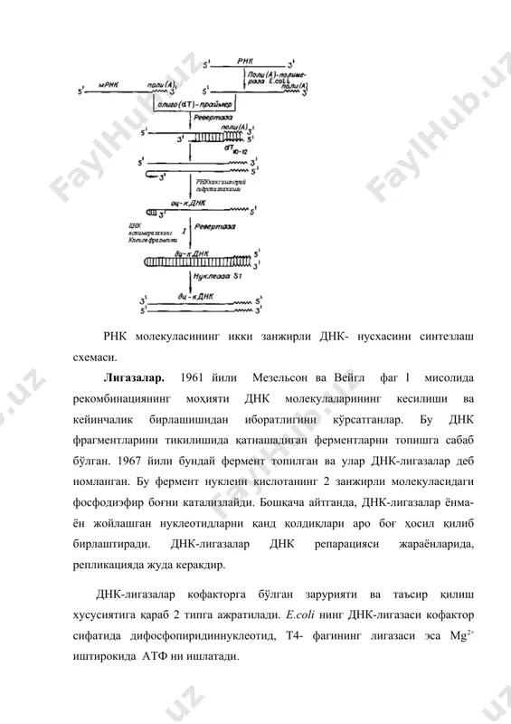 ген инженерлигининг ферментлари - Page 5