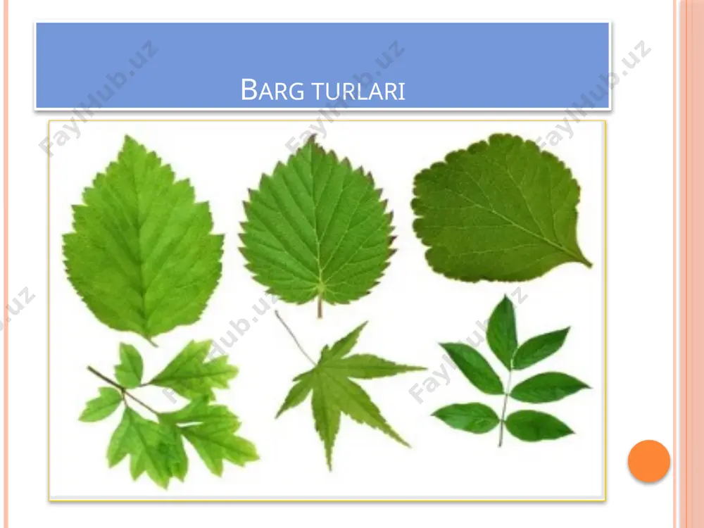 oddiy va murakkab barglar - Page 4