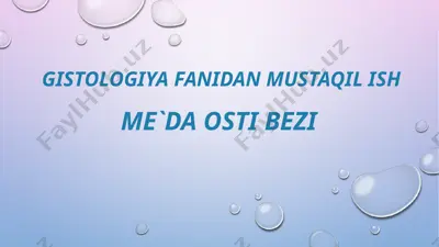 meʼda ostibezining taraqqiyoti — PPTX