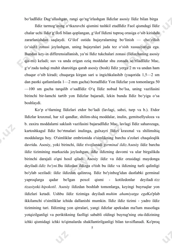 'yni.bu ildizdan ildizga o'tish bu ildiz va ildizning turli qalinligi bo'ylab seziladi: ildiz ildizdan qalinroq. ildiz bo'yinbog'idan dastlabki germinal yaproqlarga qadar bo'lgan poxol qismi - kotiledonlar deyiladi tizz tizasiyoki hipokotil. asosiy ildizdan boshlab tomonlarga, keyingi buyruqlar yon ildizlari ketadi. ushbu ildiz tizimiga deyiladi muhim ahamiyatga egako'plab ikkilamchi o'simliklar ichida dallanishi mumkin. ildiz ildiz tizimi - yadro ildiz tizimining turi. ildizning yon qirralari, yangi ildizlar apeksdan ma'lum masofaga yotqizilganligi va periktikning faolligi sababli oldingi buyrug'ning ota-ildizining ichki qismidagi ichki to'qimalarda shakllantirilganligi bilan tavsiflanadi. ko'proq ildizlarning ildizlari asosiy ildizdan ajralib chiqadi, shuning uchun o'simliklarning oziqlanishi katta bo'ladi, shuning uchun asosiy ildizning yonboshlash qobiliyatini kuchaytiradigan maxsus agrotexnik usullar mavjud, masalan, sho'ng'inuning asosiy uzunligi 1/3 ga teng. sho'ngdan keyin, asosiy ildiz uzoq vaqt davomida o'sib bormoqda va lateral ildizlar jadal o'sib boradi. ikki bargli o'simliklar, asosiy ildiz, odatda, umr bo'yi davom etadi, monokotlarda germinal ildiz tezda vafot etadi, asosiy ildiz rivojlanmaydi va olov poydevoridan …