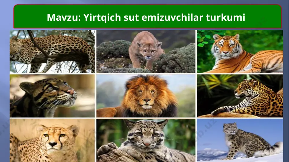 xshi eshitadi. ular o‘ljasini pana joyda poylab tutib oladi. mushuksimonlar oilasiga yo‘lbars, gepard, qoplon, silovsin, ilvirs, mushuklar kiradi. yo`lbars yo`lbars shu oilaning eng yirik vakili. tanasining uz. 160—290 sm (ba’zan 3 m dan ortiq), dumi 114 sm gacha, vazni 390 kg gacha. boshi yumaloq, mallarang , tanasining orqa va yon tomonlarida ko`ndalang qora yo`llari bo`ladi. ular yovvoyi tuyoqli hayvonlar, jumladan, to`ng`izlarni ovlaydi, 2—3 yilda bir marta bolalaydi, ; 5—6 oy emizadi. bolalari 1—2 yoshida mustaqil yashay boshlaydi. soni juda kamayib ketgan, barcha kenja turlari xalqaro qizil kitobga kiritilgan. gepart gepard tanasining uz. 123— 150 sm, dumi 63—75 sm. oyoqlari uzun va ingichka, tirnoqlari ichkariga tortilmasligi bilan boshqa mushuksimonlardan farq qiladi. yungi sarg`ish qum rangda, mayda qora dog`lar bilan tekis qoplangan. bolalari tanasining ustki tomonidagi uzun tik yunglari paxmoq mantiya (yoping`ich) hosil qiladi. to`qay, dasht, cho`l va tog`etaklarida yashaydi. tuyoqli hayvonlar (kiyiklar, qo`ylar)ni ov qiladi. o`ljasiga pana joydan tashlanadi va qisqa …