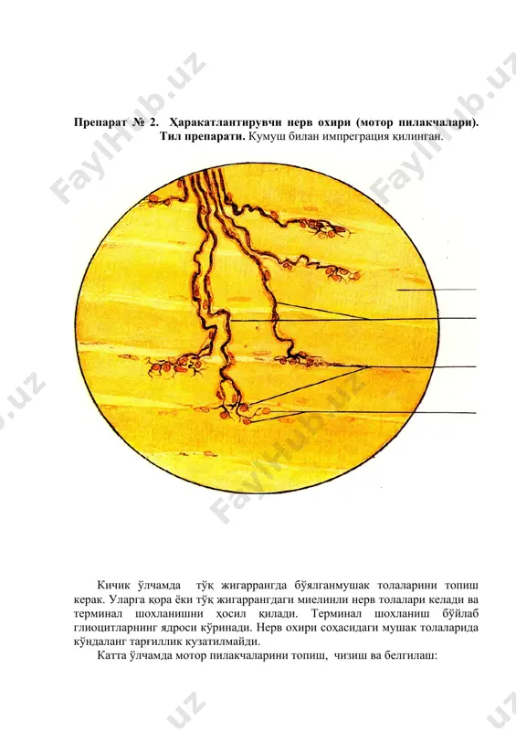 ади, кейин миелин пардасини йўқотиб, таначанинг ичига киради ва ингичка терминал шохчаларга тармоқланади. бу шохчалар спирал кўринишида таначанинг ўқига перпендикуляр жойлашади. шохчаларда леммоцитлар бўлиб, улар биргаликда таначага зинасимон структурага хослигини беради. препаратда уларнинг горизонтал жойлашган жигаррангдаги ядроси кўринади. аначанинг ташқи томони юпқа бириктирувчи тўқимали капсула билан қопланган. препаратда у оч бўялганлиги учун яхши кўринмайди. катта ўлчамда мейснер таначасини қора спирал кўринишдаги нерв терминали, леммоцитларнинг ядросини топиш, чизиш ва белгилаш: 1) тери эпидермиси, 2) сўрғичли қават, 3) сезувчи танача, 4) леммоцитлар, 5) нерв толалари, 6) сезувчи таначанинг капсуласи, 7) нерв терминали. препарат № 5. одам бармоғи терисининг капсулали нерв охирлари: фатер-пачини таначаси. гем.-эозин билан бўялган. кичик ўлчамда тери асосининг чуқур бириктирувчи тўқимали қаватида (тўрсимон қават) қатламли тузилишга эга бўлган йирик таначани топиш керак. бўйлама кесимда улар овал шаклда, кўндаланг кесимда эса юмалоқ шаклда кўринади. танача марказида оқиш бўялган, қатламли тузилишга эга ички колба жойлашган. ундаги глиал ҳужайралар пиёзча кўринишга эга. у …