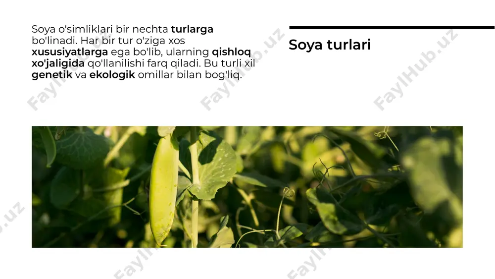 soya sistematikasi va marfalogiyasi - Page 5