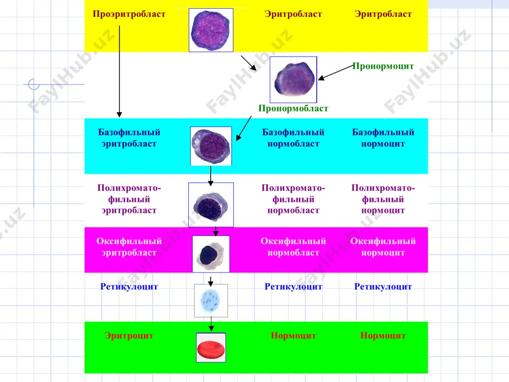итроциты диаметром менее 3 мкм, а также обломки эритроцитов; макроциты – большие эритроциты диаметром более 8 мкм, с сохраненным просветлением в центре; наблюдаются при заболеваниях печени, после спленэктомии, при дефиците витамина в12 и фолиевой кислоты, при апластических анемиях, наследственных дизэритропоэтических анемиях. мегалоциты – гигантские эритроциты диаметром более 12 мкм без просветления в центре. появляются в крови при недостатке в организме витамина в12 и фолиевой кислоты. анизоцитоз – қон суртмаларида хар хил хажмли эритроцитларни катталашиши хисобланади.буни rdw орқали аниқлаймиз.; пойкилоцитоз- хар хил шакилдаги эритроцитлар. микроциты – суртмада 6,5 мкм келадиган эритроцитлар.; микроцитоз – темир танқислиги, сидероахрестич камқонлик, талассемияда ( бу холатларда микроцитоз гипохромия билан кечади) учрайди. шизоциты – 3мкм га эга бўлган эритроцитлар, хамда эритроцитлар синиқлари; макроциты – 8 мкмга эга бўлган катта эритроцитлардир, марказда ёрқин сақланган; кўпинча жигар касалликлари спленэктомиядан сўнг, витамин в12 етишмаганда, фоливая кислота етишмаганда, апластик анемияларда ва ирсий дизэритропоэт камқонликда учрайди. мегалоциты – марказда ёрқин бўлмаган 12 …