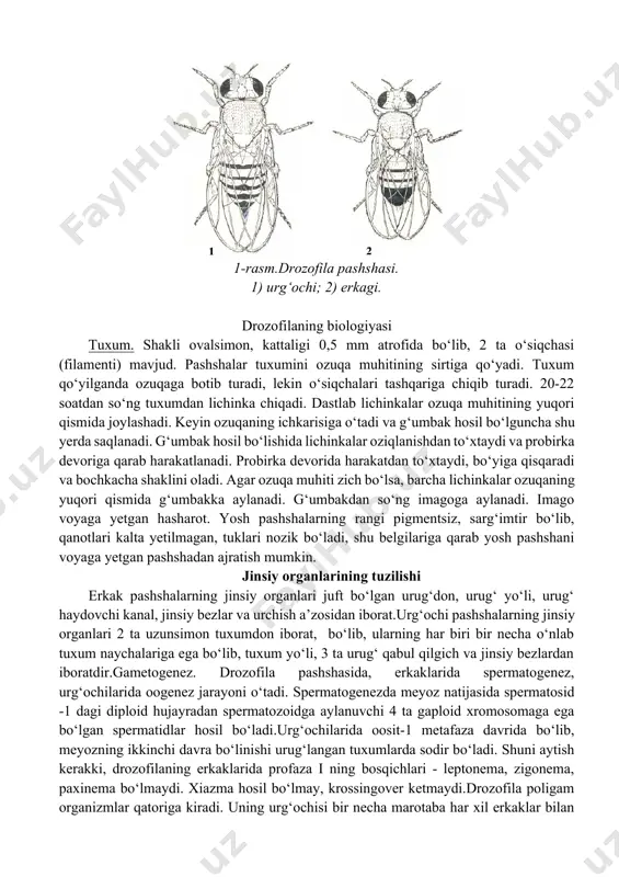 jufti submetasentrik, bir jufti esa nuqtasimondir.urg‘ochilari qorninining oxirgi qismi o‘tkirlashgan bo‘lib, qorni biroz yumaloq. qorin qismida 8 ta yaxshi rivojlangan xitinli plastinkalar - tergitlar mavjud. erkaklari qornining oxirgi qismi yumaloq, qorni silindr shaklida. qorin qismida joylashgan tergitlarning soni 6 ta bo‘lib, oltinchi va yettinchi tergitlar qo‘shilgan, sakkizinchi tergit esa ehtimol jinsiy apparat tarkibiga kirgan. urg‘ochi va erkaklarida stergitlar mavjud bo‘lib, ularning soni urg‘ochilarida bitta ortiq bo‘lib, ikkala jinsda ham birinchi, ikkinchi, yettinchi va sakkizinchi sternitlar rivojlanmagan. stergitlar - bu qorin tomonda joylashgan xitinli plastinkadir. 1-rasm.drozofila pashshasi. 1) urg‘ochi; 2) erkagi. drozofilaning biologiyasi tuxum. shakli ovalsimon, kattaligi 0,5 mm atrofida bo‘lib, 2 ta o‘siqchasi (filamenti) mavjud. pashshalar tuxumini ozuqa muhitining sirtiga qo‘yadi. tuxum qo‘yilganda ozuqaga botib turadi, lekin o‘siqchalari tashqariga chiqib turadi. 20-22 soatdan so‘ng tuxumdan lichinka chiqadi. dastlab lichinkalar ozuqa muhitining yuqori qismida joylashadi. keyin ozuqaning ichkarisiga o‘tadi va g‘umbak hosil bo‘lguncha shu yerda saqlanadi. g‘umbak hosil bo‘lishida lichinkalar oziqlanishdan …