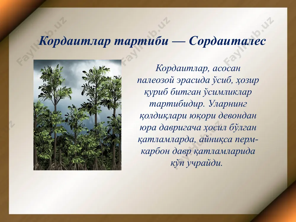 қалинлашган устки қисмида иккитадан бўлиб жойлашади. уруғкуртаклар асосининг атрофида ҳалқасимон валик бор. мана шу тузилмаларнинг ҳаммаси (уруғкуртак оёқча, валик) макроспорофилл деб қаралади. гинкгонинг уруғкуртаги cйcас уруғкуртагига ўхшаб тузилган. унинг битта қалин қоплағичи бор, қоплағичнинг учи чўзилиб, икки паллали микропилега айланган. қоплағич ичида нутселлус туради, унда эндосперм ёки архегонийли гаметофит бўлади. нинабарглилар тартиби cонифералес бу тартибга оддий қарағай — пинус силвестрис мисол бўла олади. қарағай катта, адл дарахт бўлиб, бўйи 40 м гача боради. ташқи кўриниши ўзи яшаб турган шароитга кўп даражада боғлиқдир. ўрмон ичкарисида ўсадиган бўлса, танаси ингичка бўлиб, учидан ихчам шох-шабба чиқаради, очиқ жойда ёки ўрмоннинг сийрак жойларида ўсадиган бўлса, танаси тезда шохланиб, шох-шаббалари ёйилиб кетади. нинабарглилар саговниклардан фарқ қилиб, ер юзининг, асосан ўртача ва совуқ иқлимли зоналарида ўсади ва ўша жойларда катта-катта ўрмонлар ҳосил қилади. шохларининг учида ҳар йили янги чиқарадиган новдалар бор. бу новдалар икки хил бўлади: бир хили узун ва қўнғир тангачалар билан қопланган бўлса, иккинчи …